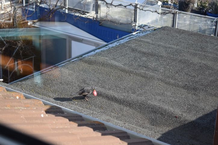 Blazen in bitumen dakbedekking op een plat dak